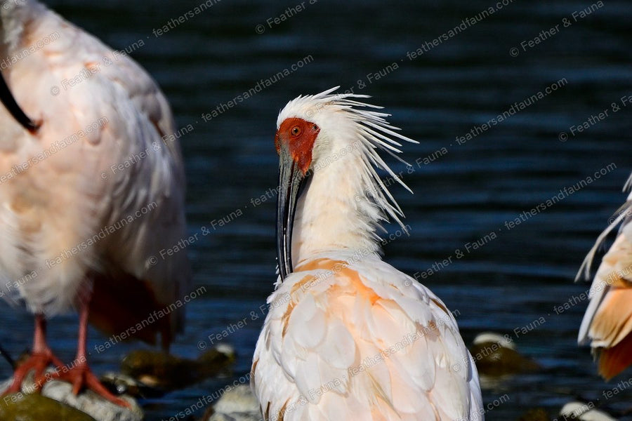 Close-up of a Crested Ibis with its white nape crest raised and red facial skin.