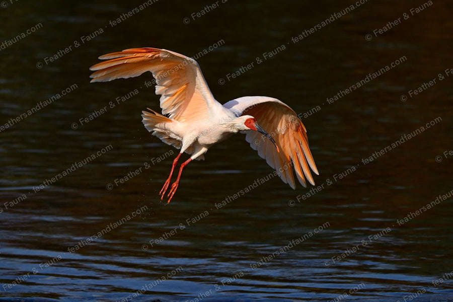 Crested Ibis landing on water with wings raised, backlit pink underwings.