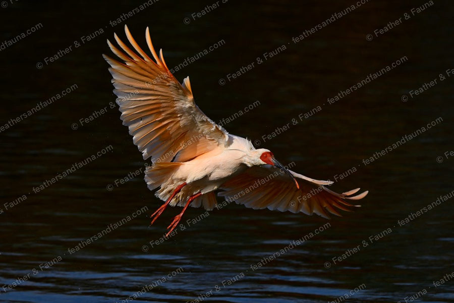 Crested Ibis flying low over water in golden light, pink wings spread.
