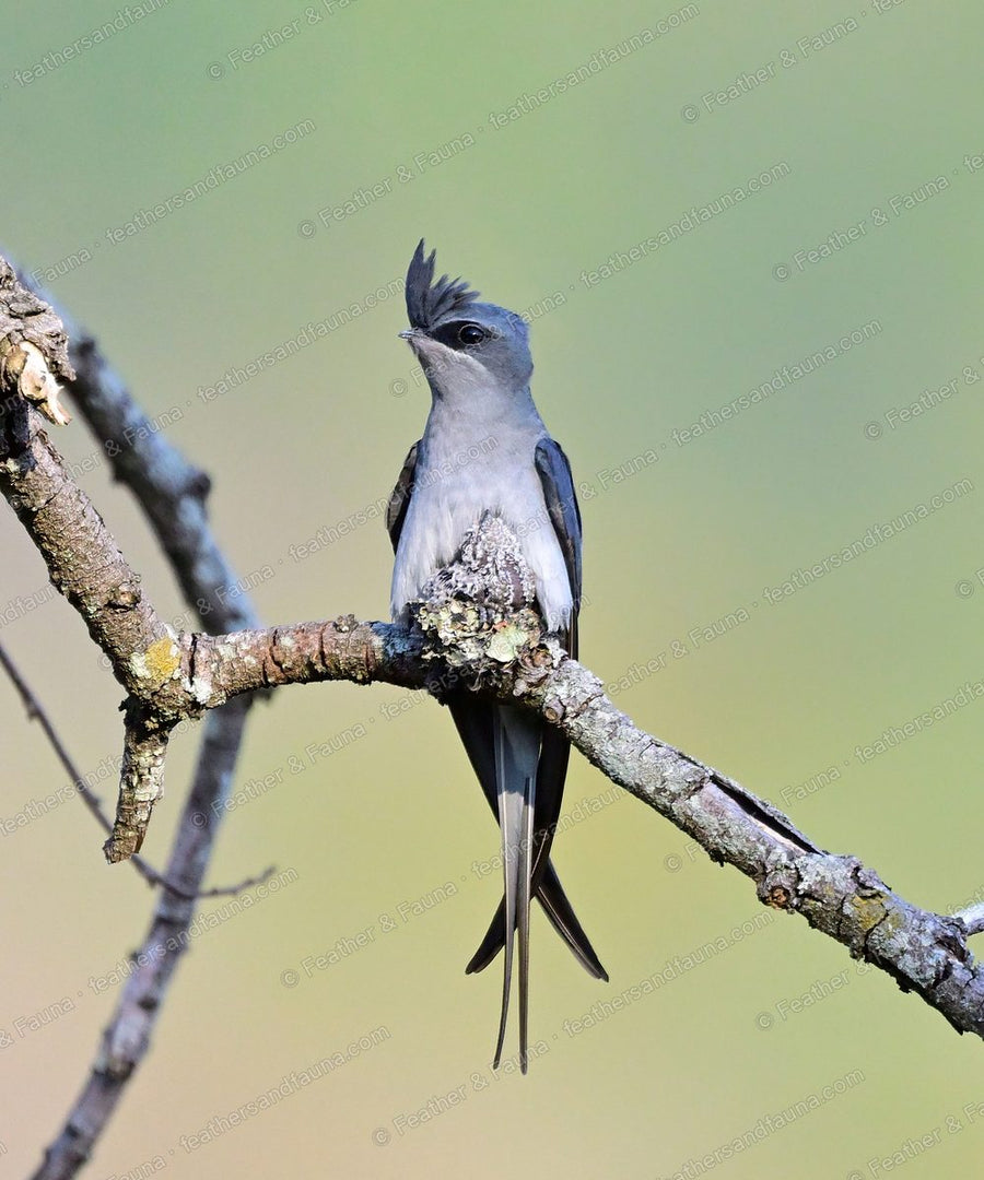 Crested Treeswift with a wispy crest and long forked tail on a bare twig.