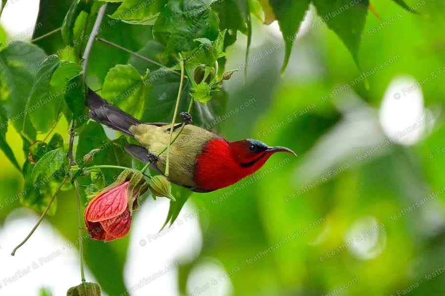 Male Crimson Sunbird feeding upside down at pink lantern flowers, scarlet breast showing.