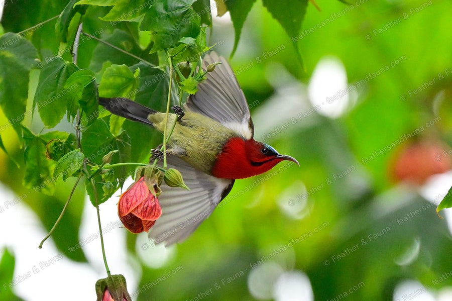 Male Crimson Sunbird with wings spread feeding at a pink lantern flower.