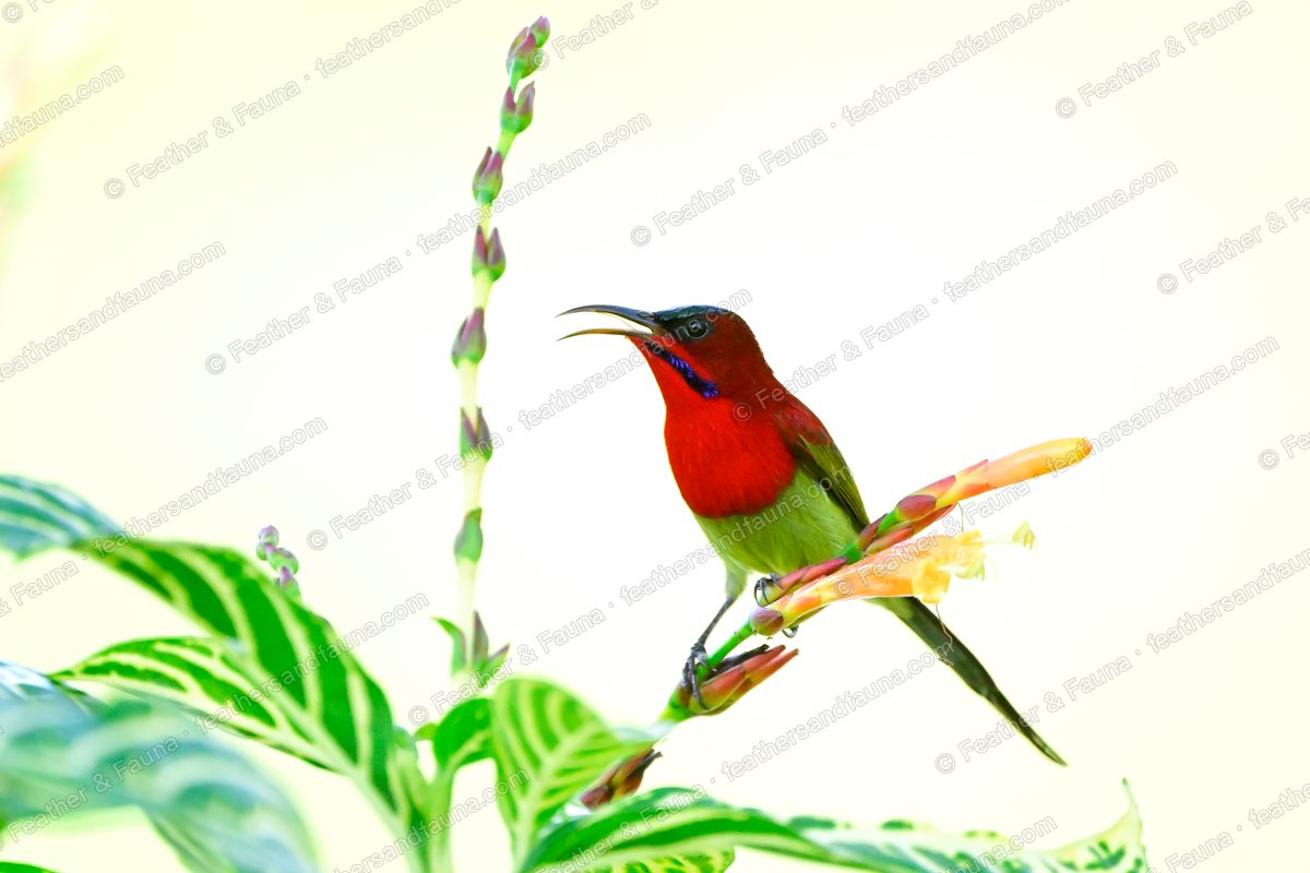 Male Crimson Sunbird calling on an orange tubular flower against a pale background.