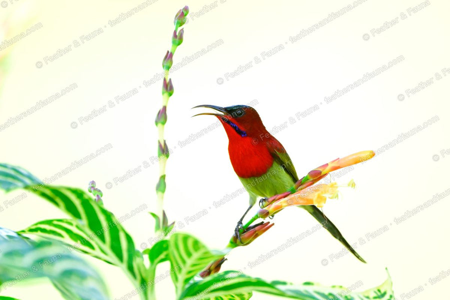 Male Crimson Sunbird calling on an orange tubular flower against a pale background.