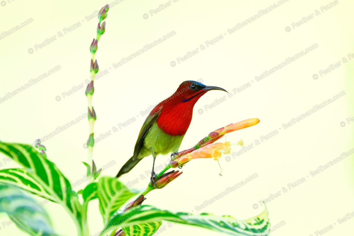 Male Crimson Sunbird on an orange tubular flower against a pale background.