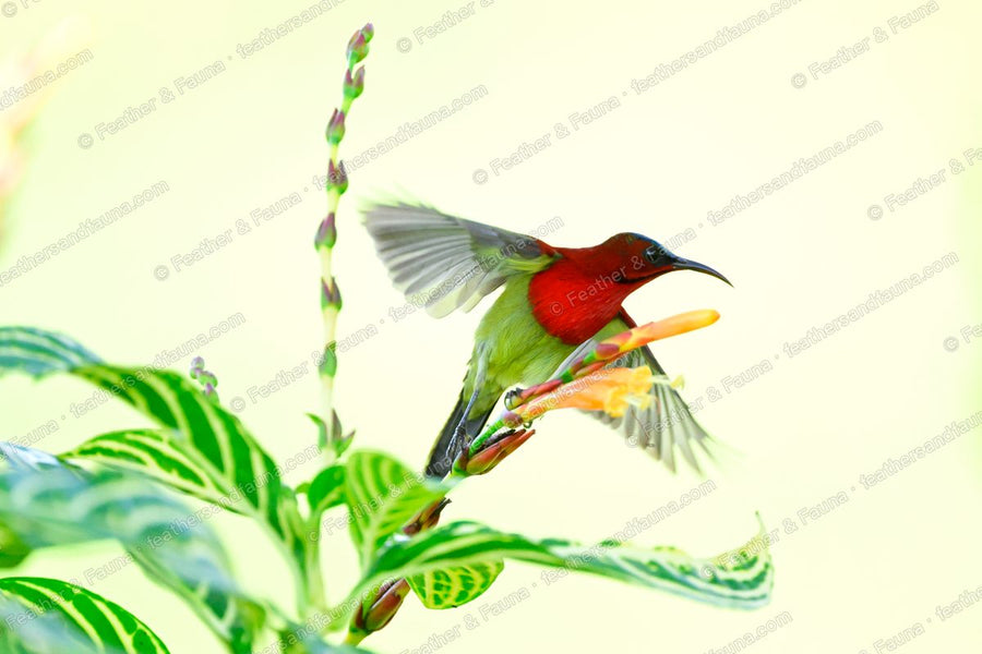 Male Crimson Sunbird with wings spread at an orange tubular flower against a pale background.