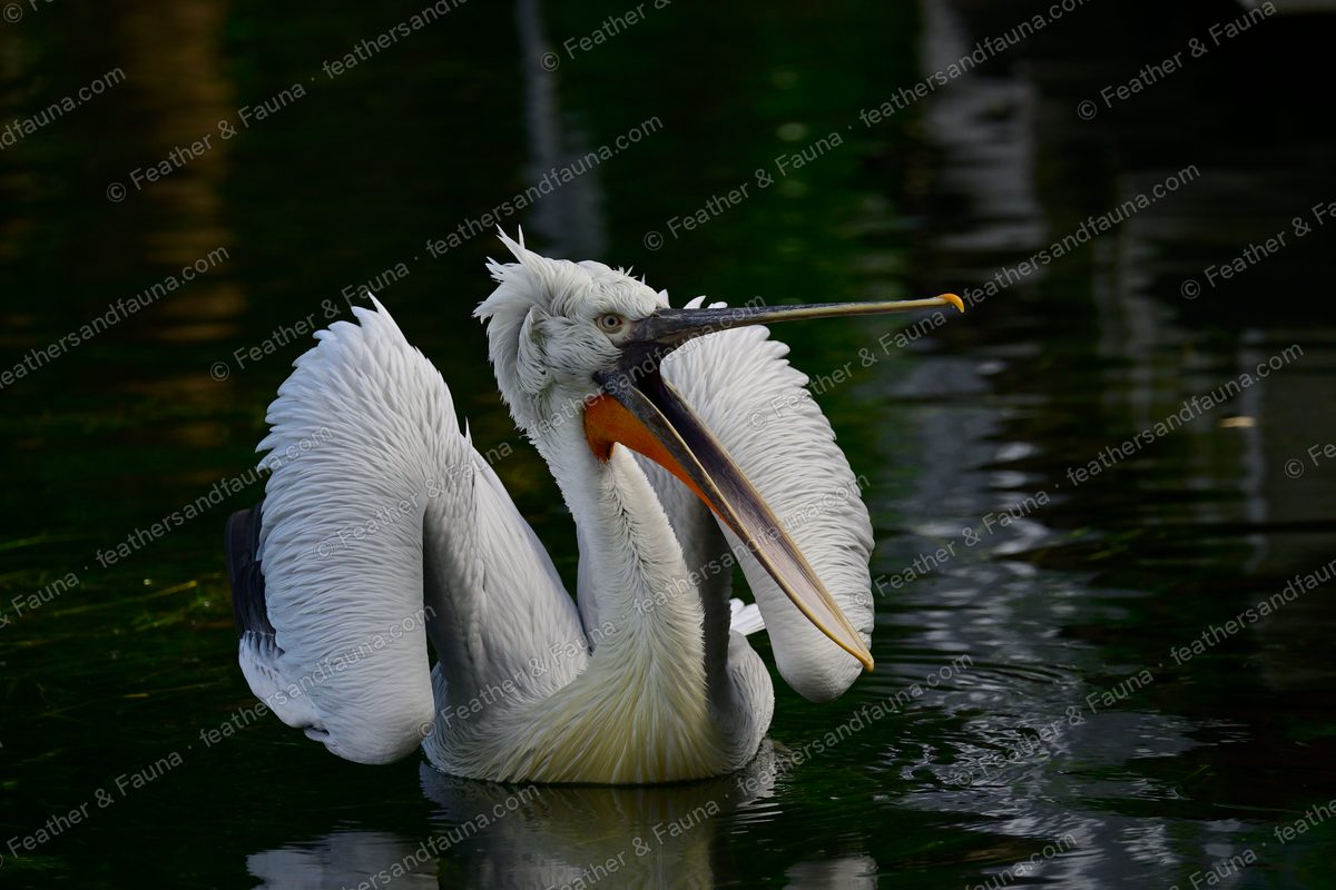 Dalmatian Pelican on dark water with bill open, showing an orange pouch and curly crest.