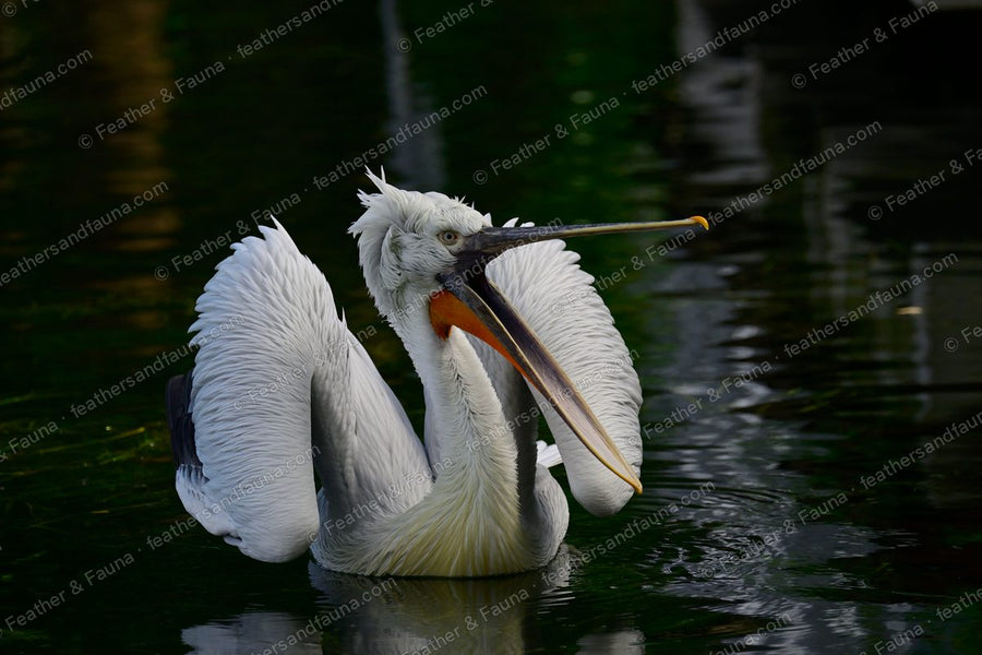 Dalmatian Pelican on dark water with bill open, showing an orange pouch and curly crest.