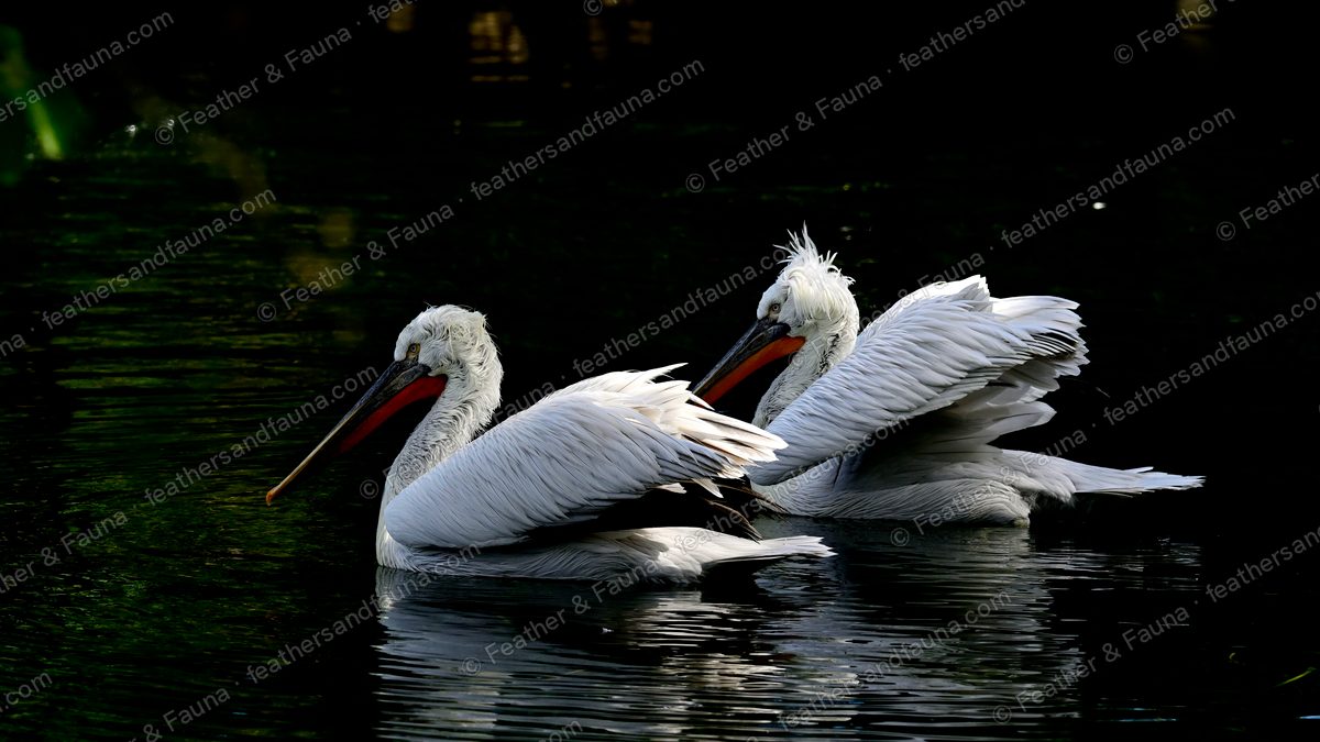 Two Dalmatian Pelicans swimming together on dark water.