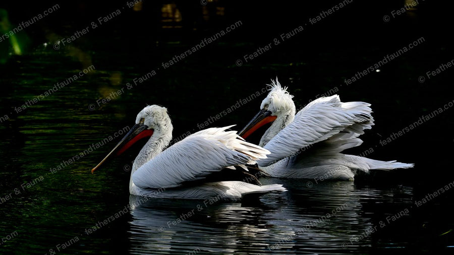 Two Dalmatian Pelicans swimming together on dark water.