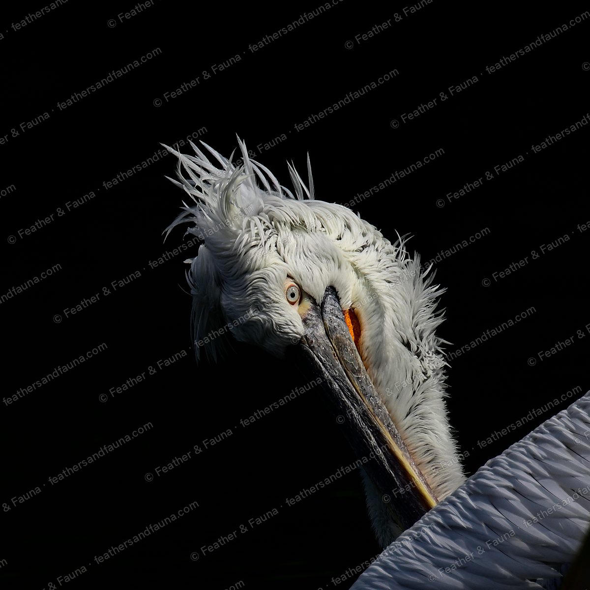 Dramatic low-light head portrait of a Dalmatian Pelican with wild curly crest.
