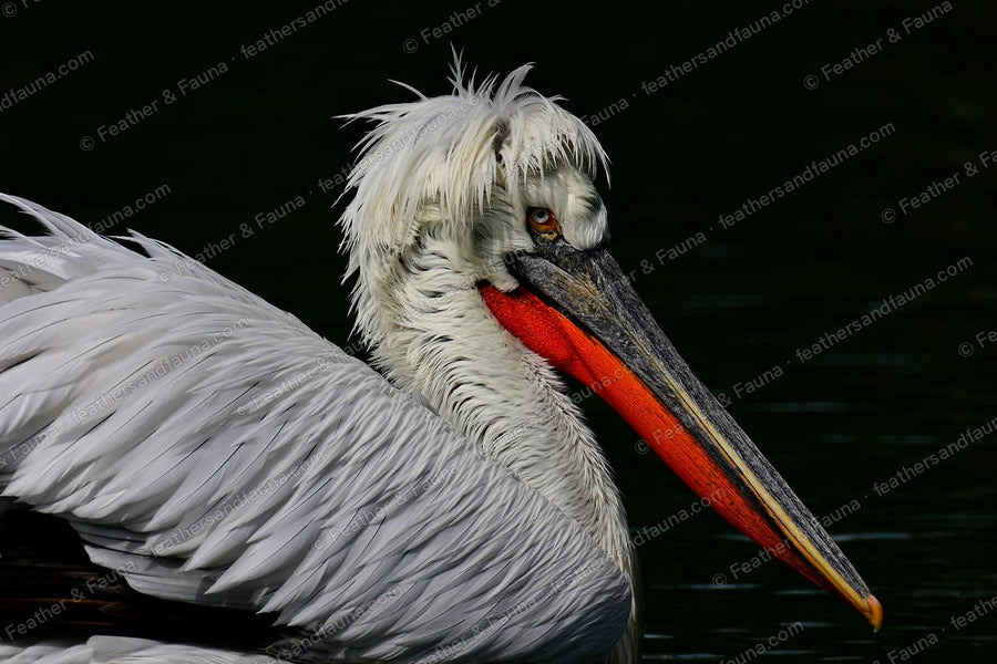 Close head portrait of a breeding Dalmatian Pelican with an orange-red pouch.