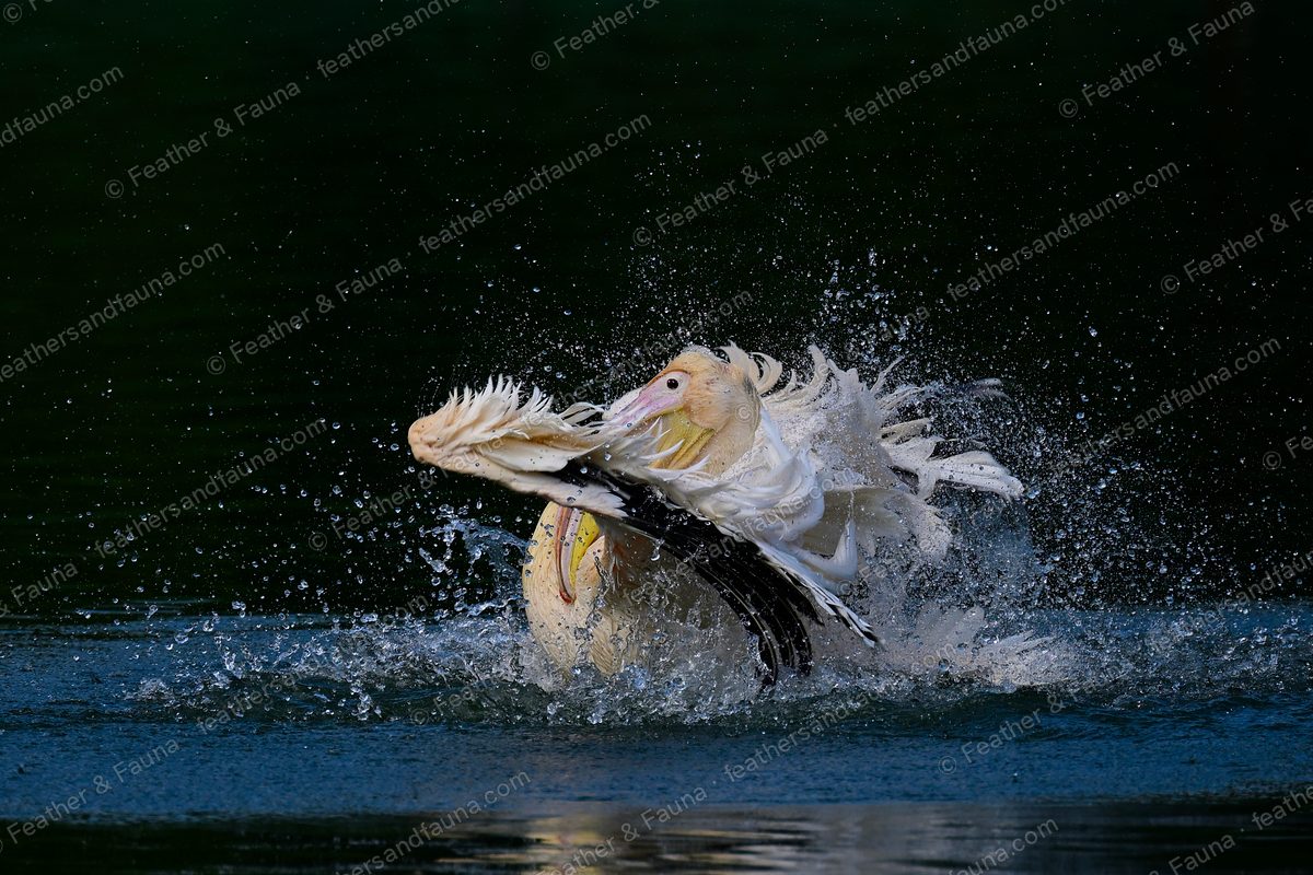 Dalmatian Pelican thrashing up from dark water in a burst of spray, wings raised.