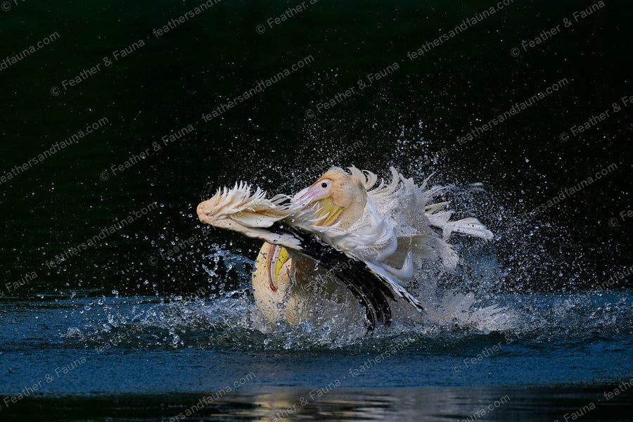Dalmatian Pelican thrashing up from dark water in a burst of spray, wings raised.