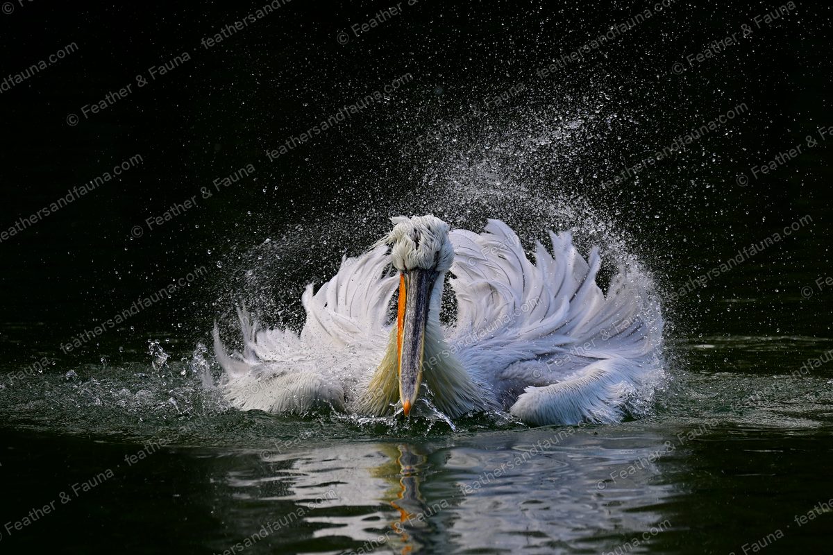 Dalmatian Pelican bathing with wings raised in a burst of spray on dark water.