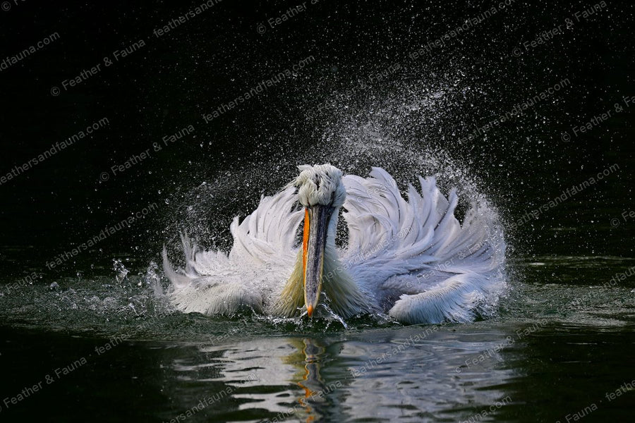 Dalmatian Pelican bathing with wings raised in a burst of spray on dark water.