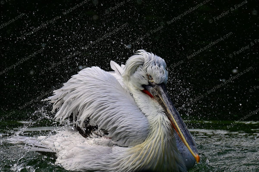Dalmatian Pelican bathing in a curtain of water droplets on dark water.
