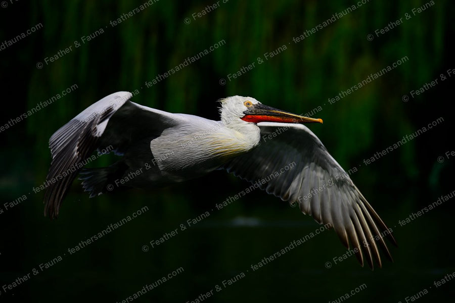 Dalmatian Pelican gliding low over dark water with willows behind.
