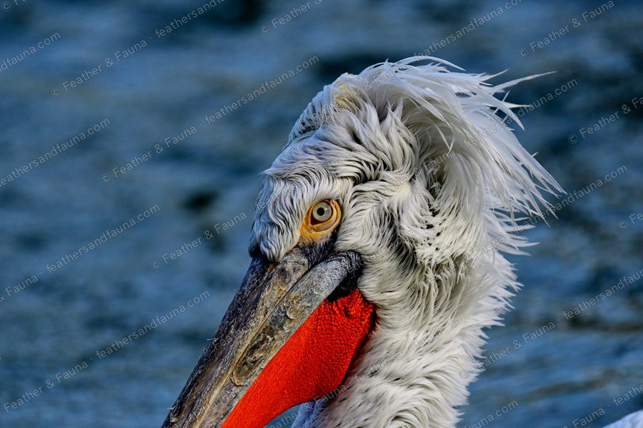 Head portrait of a Dalmatian Pelican with a wild curly crest and orange-red pouch.