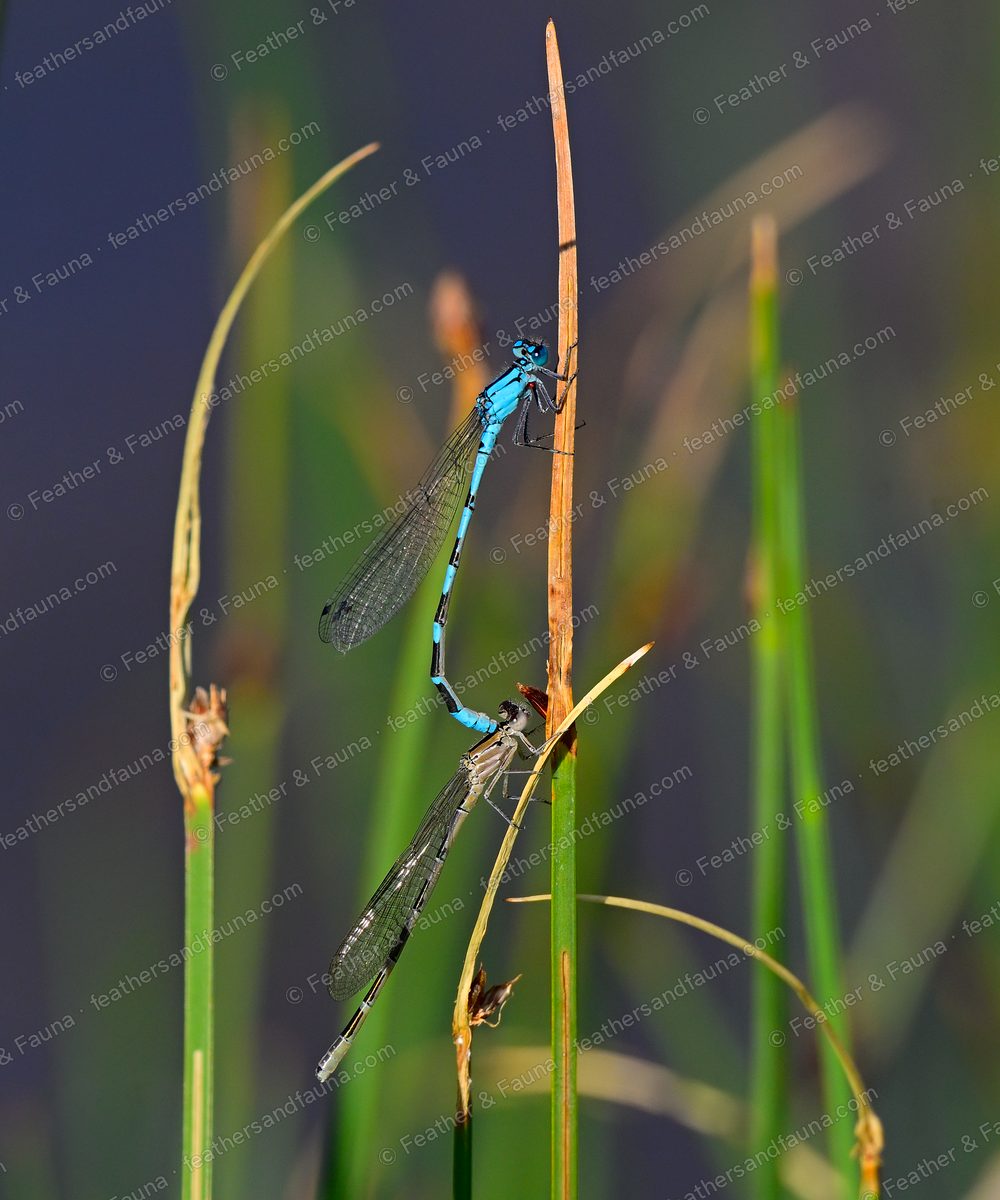 A blue damselfly holding a female in tandem on a reed above a pond.