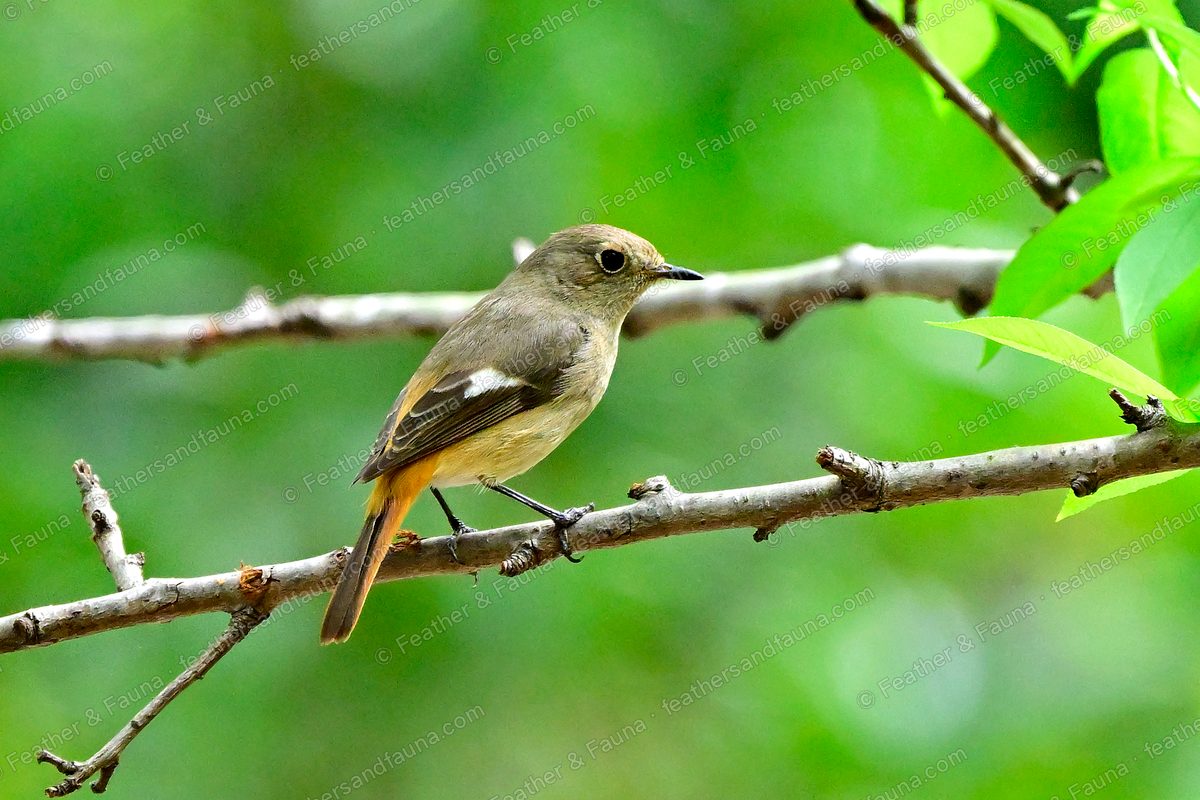 Female Daurian Redstart, grey-brown with a white wing patch and rusty tail, on a bare branch.