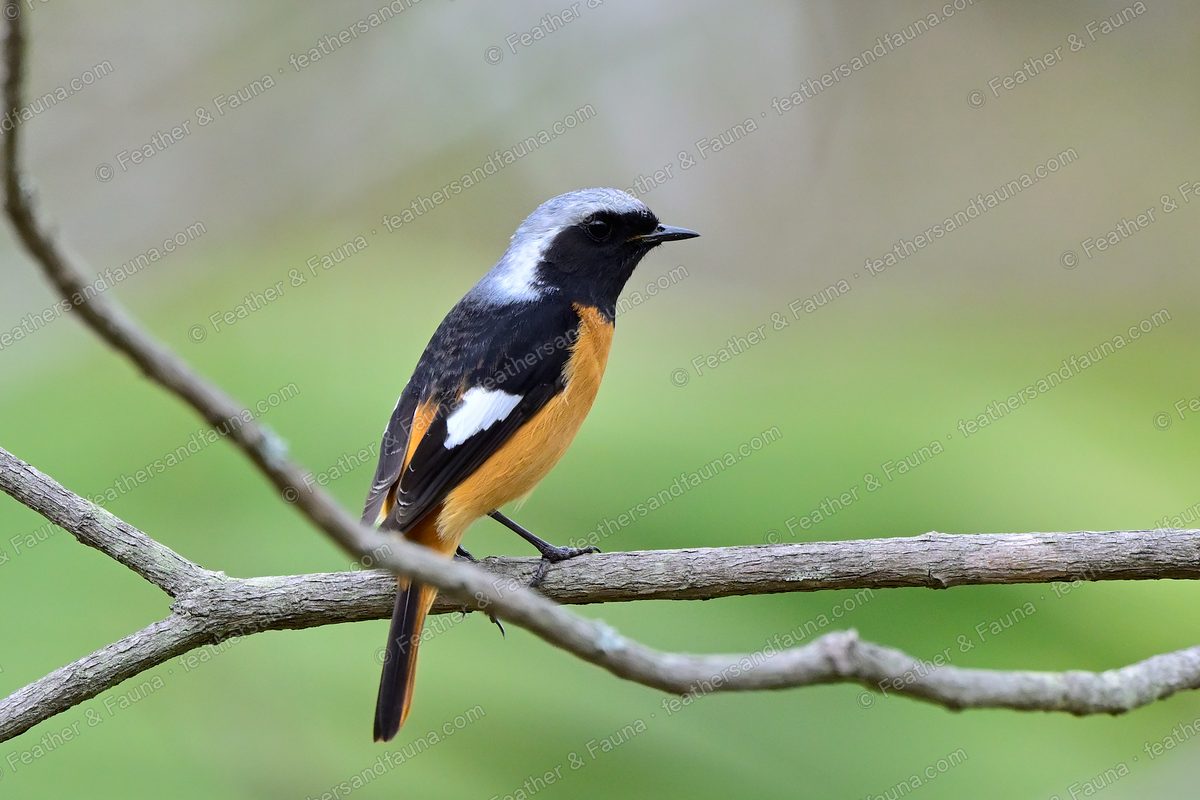 Male Daurian Redstart with a grey crown, white wing patch and orange tail on a bare branch.
