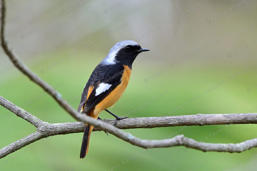 Male Daurian Redstart with a grey crown, white wing patch and orange tail on a bare branch.
