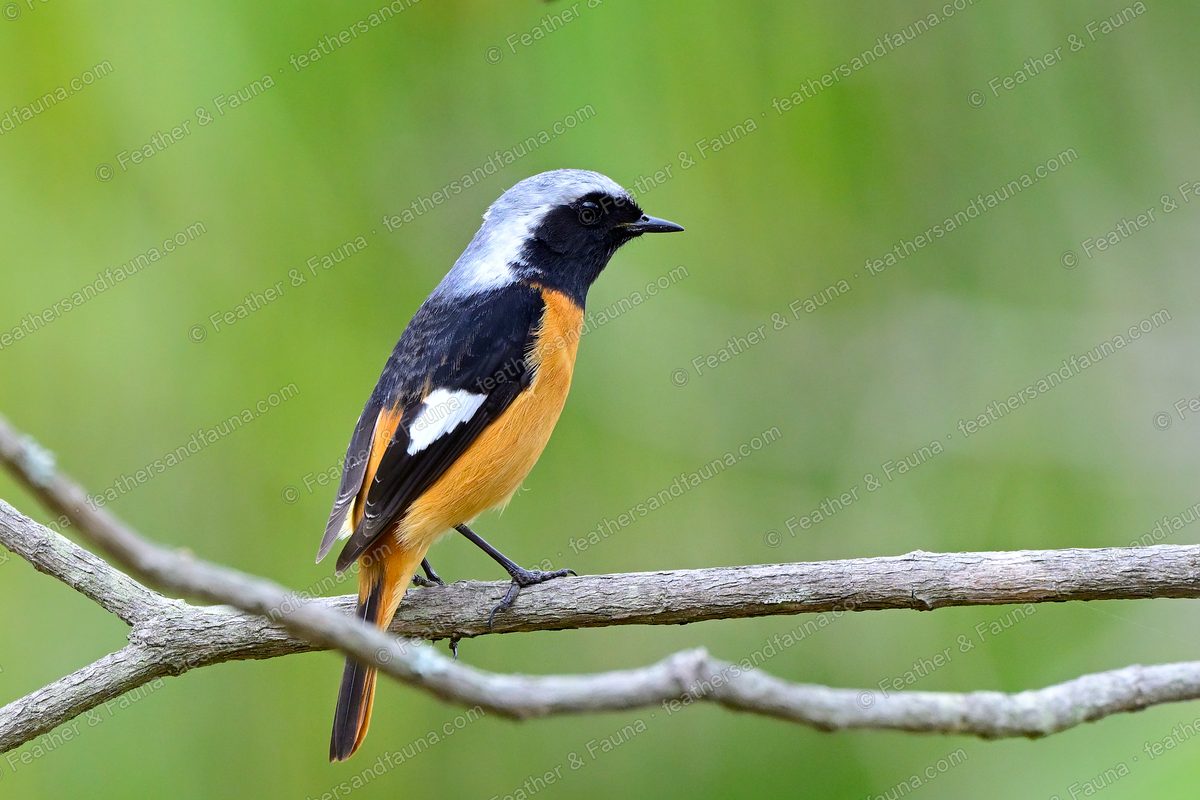 Male Daurian Redstart on a bare branch, grey crown and white wing patch, orange tail.