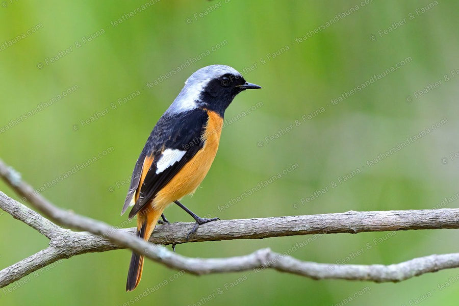 Male Daurian Redstart on a bare branch, grey crown and white wing patch, orange tail.