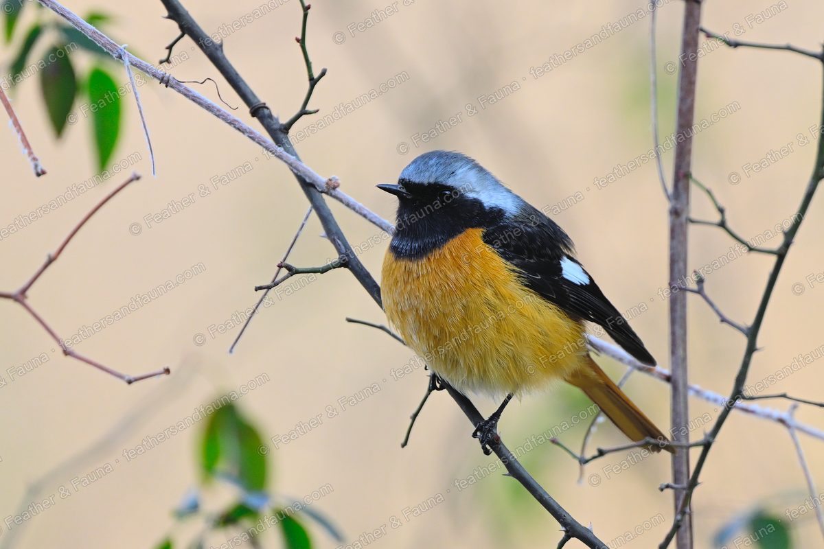 Male Daurian Redstart with a grey crown and white wing patch on a thorny branch.