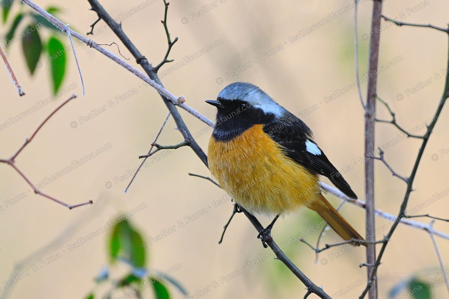 Male Daurian Redstart with a grey crown and white wing patch on a thorny branch.