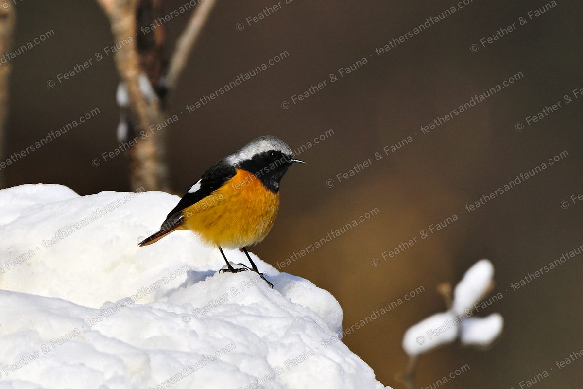 Male Daurian Redstart on a mound of snow, orange breast and white wing patch.