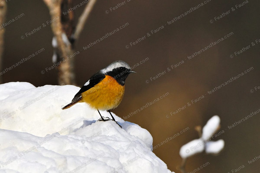 Male Daurian Redstart on a mound of snow, orange breast and white wing patch.