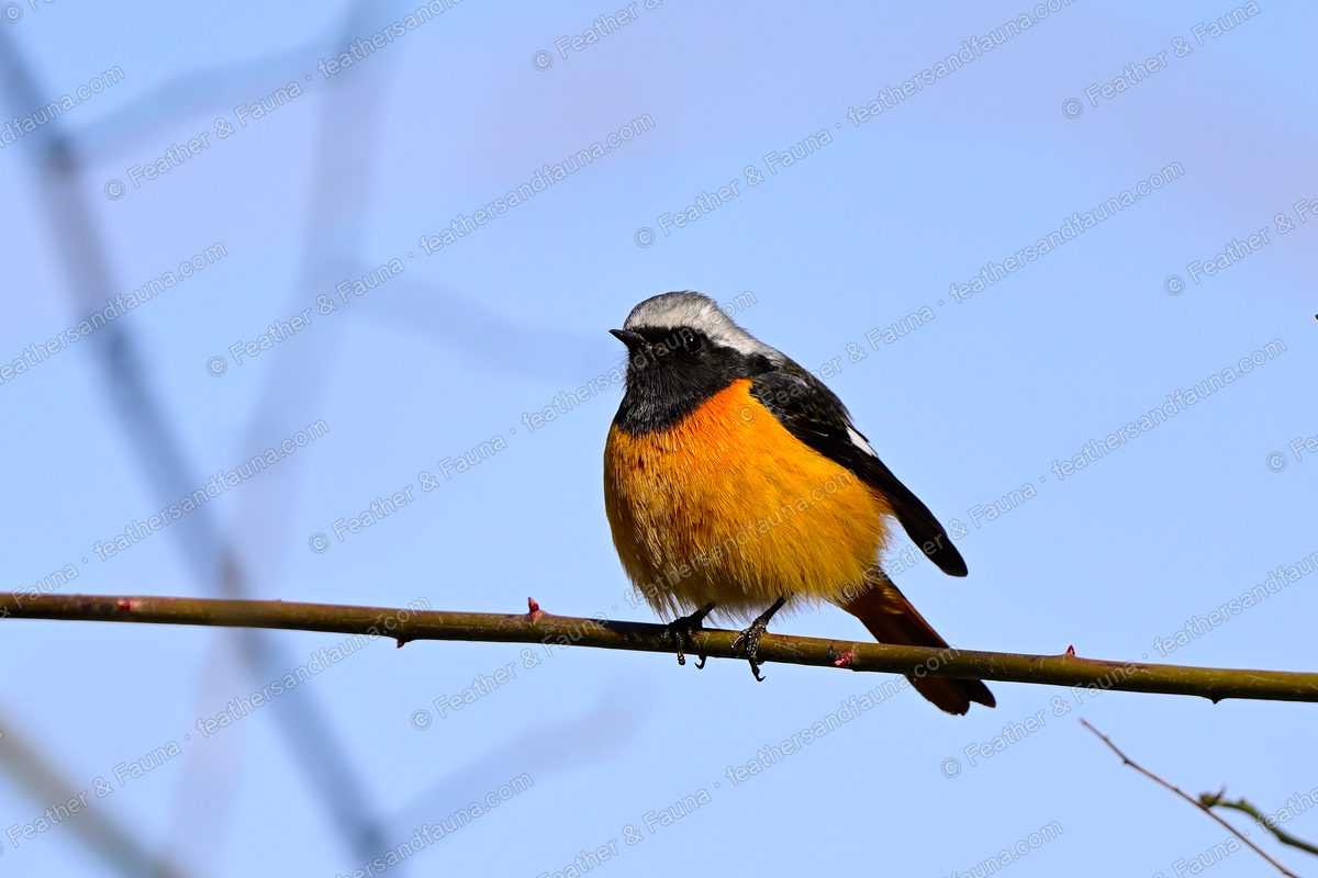 Puffed-up male Daurian Redstart on a green stem against blue sky, orange breast.