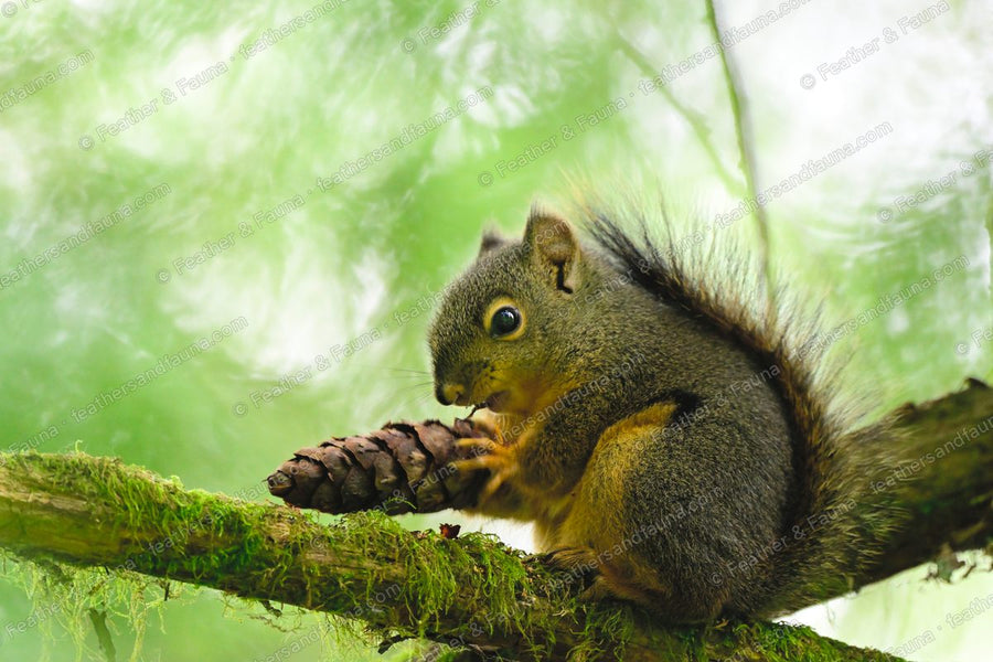 Douglas squirrel gnawing a pine cone on a moss-draped branch.