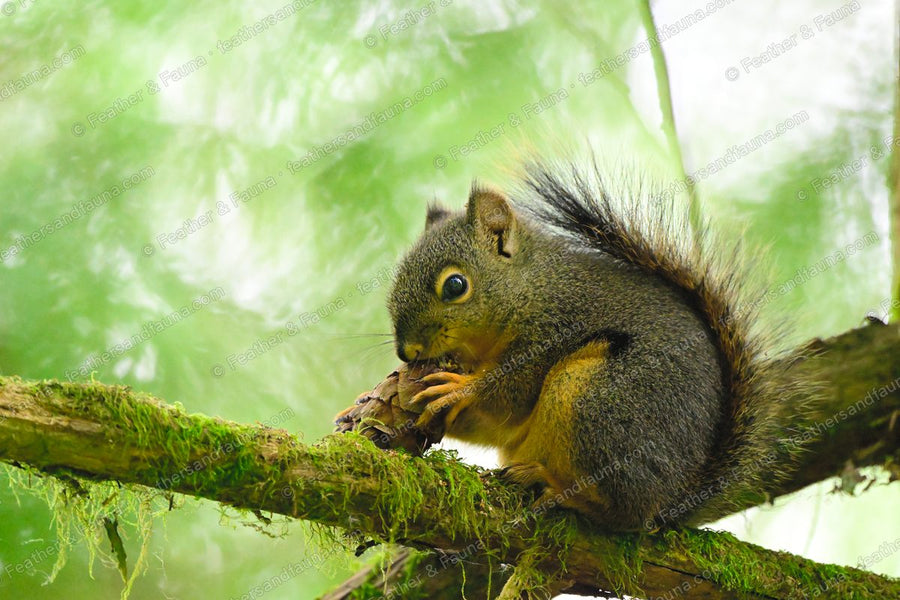 Douglas squirrel on a mossy branch holding a pine cone.