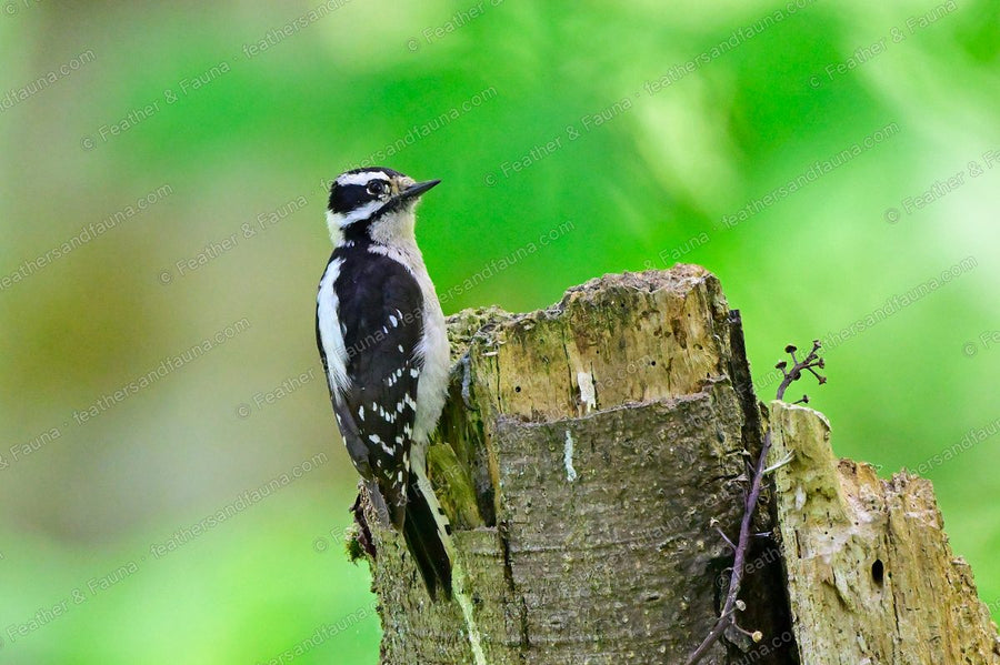 Downy Woodpecker, small and black-and-white, on a mossy stump against green.