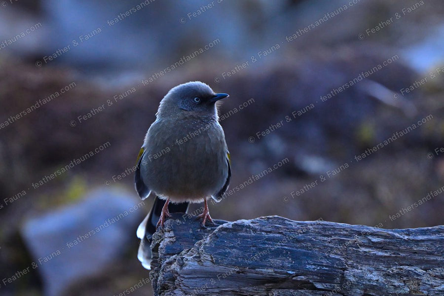 Elliot's Laughingthrush, grey-brown with a pale eye, facing forward on a bleached log.