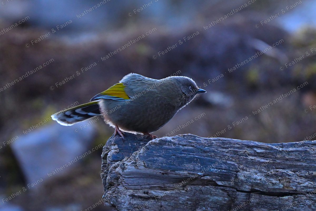 Elliot's Laughingthrush showing an orange wing panel and white-tipped tail on a log.