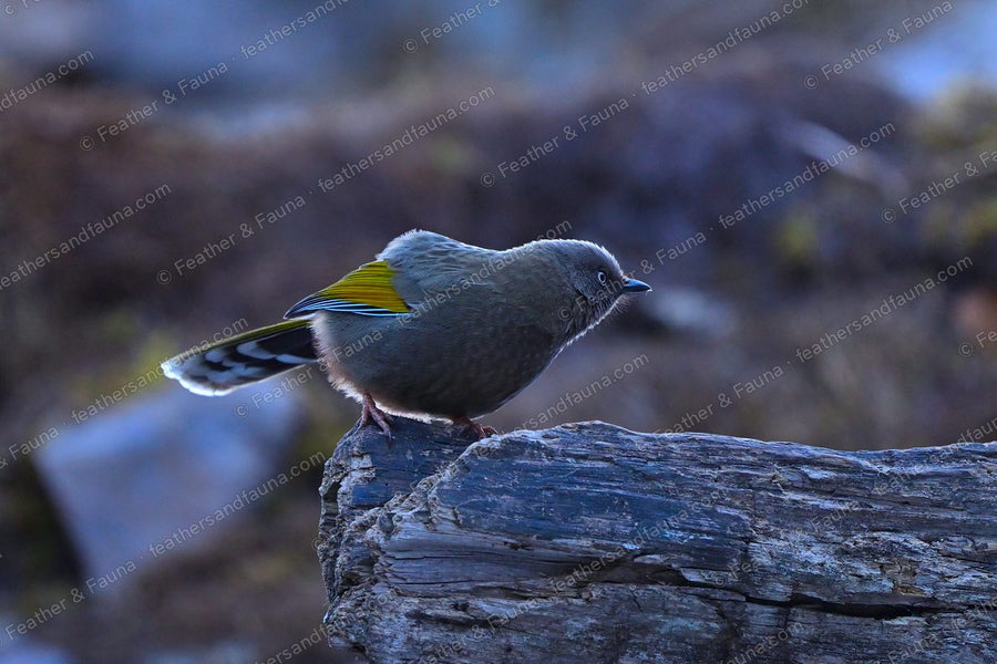 Elliot's Laughingthrush showing an orange wing panel and white-tipped tail on a log.