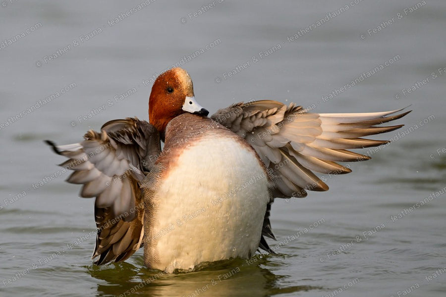 Male Eurasian Wigeon flapping its wings on the water, chestnut head and cream crown.