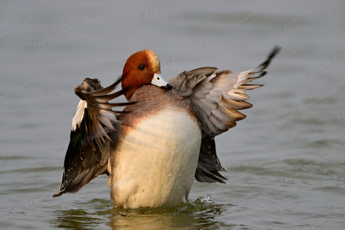 Male Eurasian Wigeon rearing up on the water with wings spread.