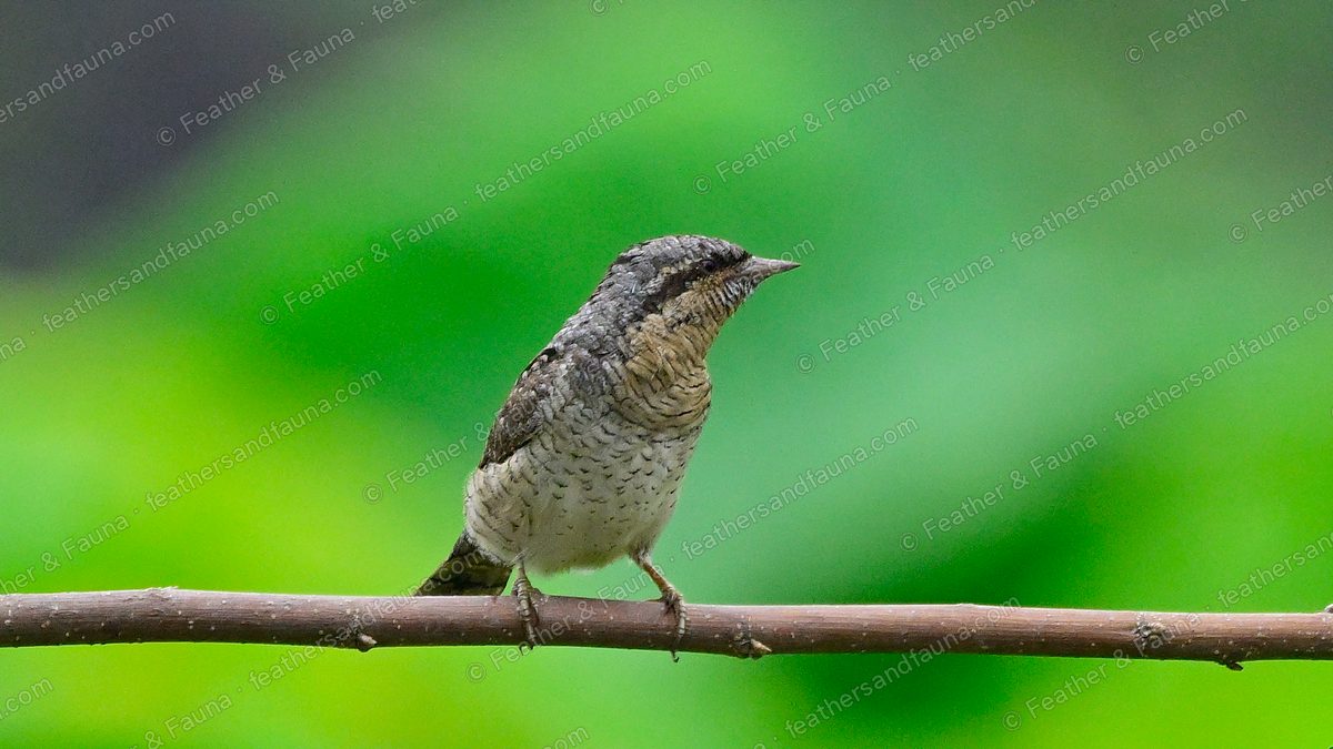 Cryptically patterned Eurasian Wryneck perched on a bare twig.