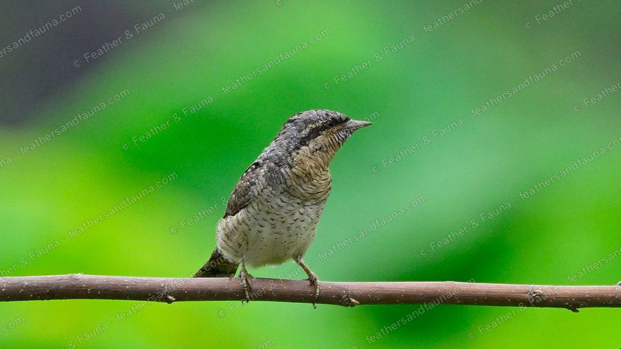 Cryptically patterned Eurasian Wryneck perched on a bare twig.