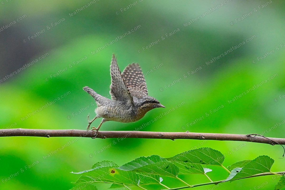 Eurasian Wryneck launching into flight from a branch, wings raised.