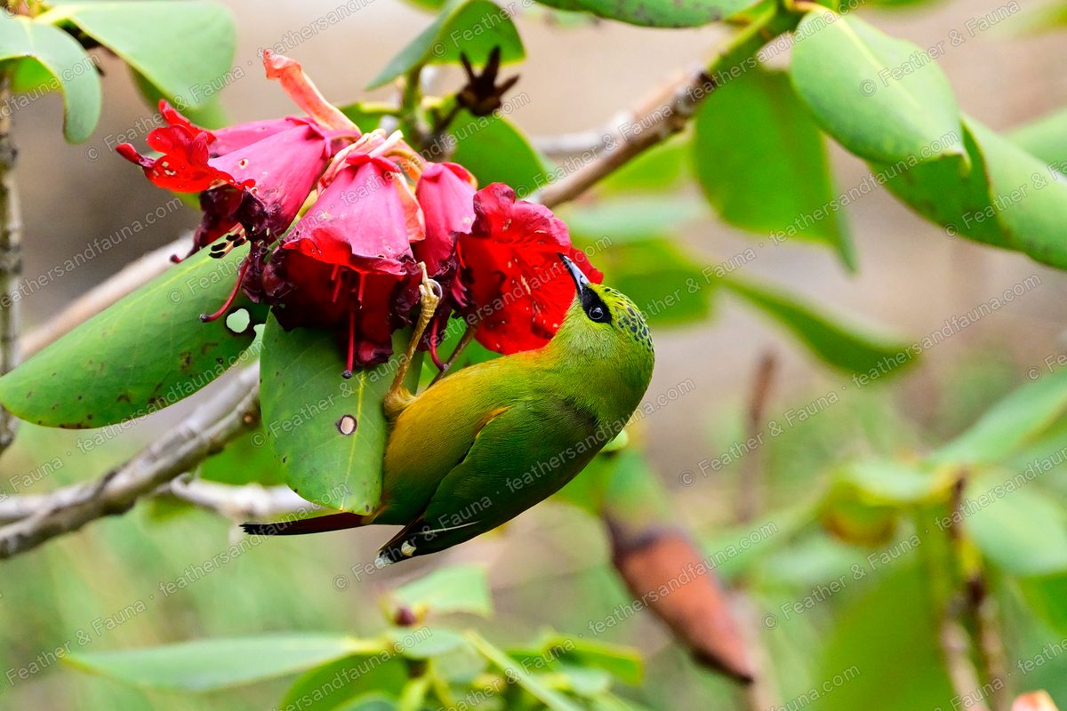 Emerald Fire-tailed Myzornis feeding upside down at red rhododendron flowers.