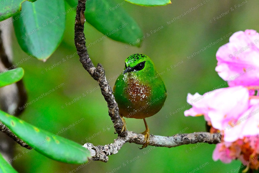 Female Fire-tailed Myzornis, green with a rusty belly, among rhododendron leaves.