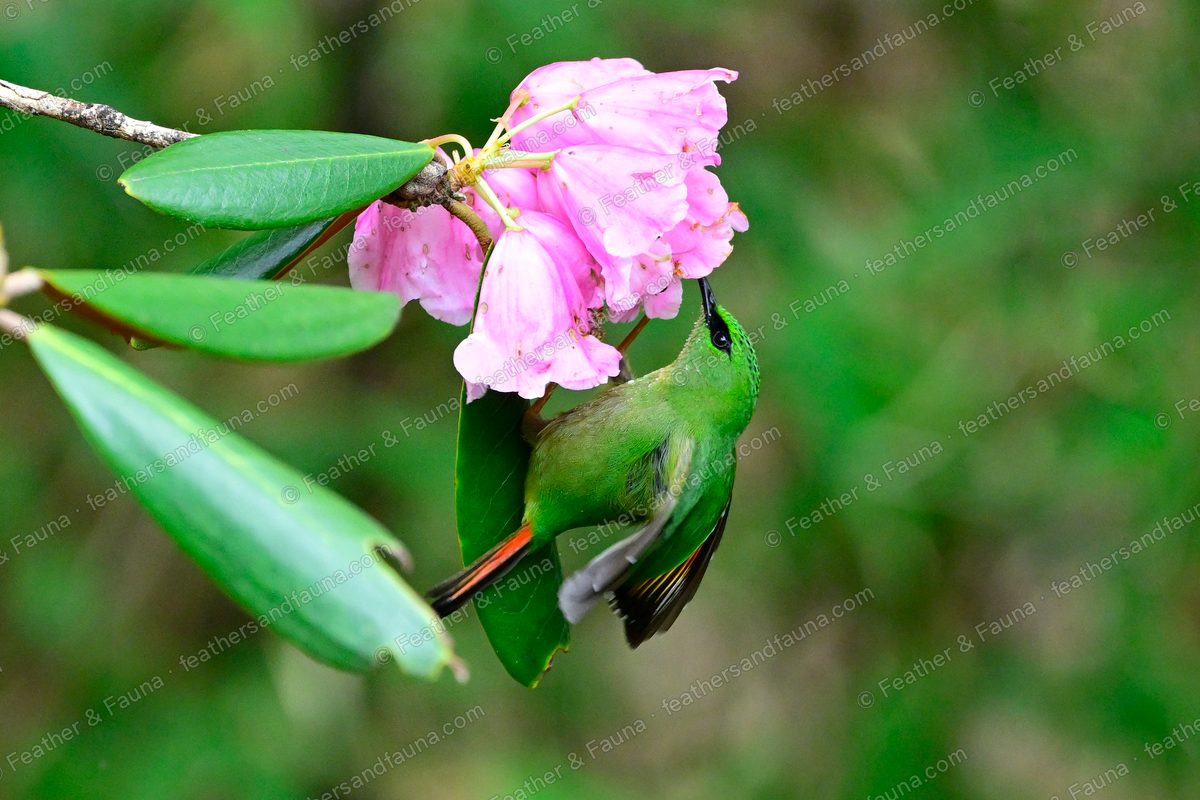 Fire-tailed Myzornis feeding upside down under pink rhododendron flowers.