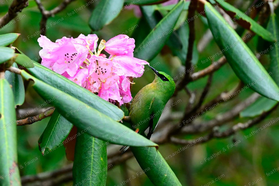 Fire-tailed Myzornis reaching for pink rhododendron flowers among leaves.