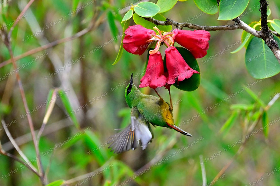 Male Fire-tailed Myzornis hovering at crimson rhododendron flowers, tail spread.